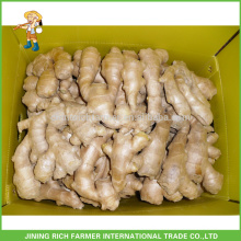 Preço de mercado baixo para o fazendeiro de exportação Gengibre fresco Ginger chinês 150g, 250g e acima